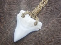 画像1: ハワイアンShark Toothサメ歯チョーカー