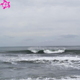 〇頭オーバー~頭半